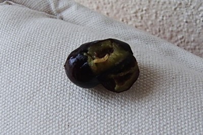 Larva mosca olivo.JPG