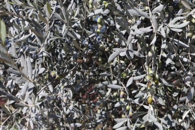 20191020120537_IMG_1861.JPG (159.52 KiB) Osservato 716 volte 20191020120537_IMG_1861.JPG