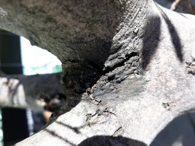 20200211_112805.jpg (120.02 KiB) Osservato 783 volte 20200211_112805.jpg