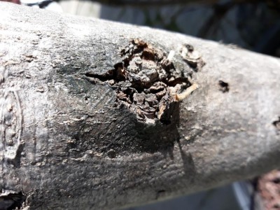 20200211_112750.jpg (137.38 KiB) Osservato 693 volte 20200211_112750.jpg