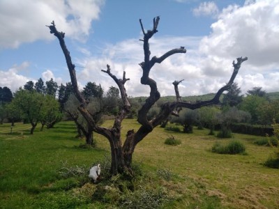 WhatsApp Image 2020-04-29 at 13.13.23.jpeg (105.47 KiB) Osservato 762 volte WhatsApp Image 2020-04-29 at 13.13.23.jpeg