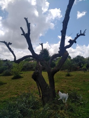 WhatsApp Image 2020-04-29 at 13.13.23 (2).jpeg (93.83 KiB) Osservato 762 volte WhatsApp Image 2020-04-29 at 13.13.23 (2).jpeg