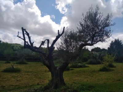 WhatsApp Image 2020-04-29 at 13.13.23 (1).jpeg (102.66 KiB) Osservato 714 volte WhatsApp Image 2020-04-29 at 13.13.23 (1).jpeg