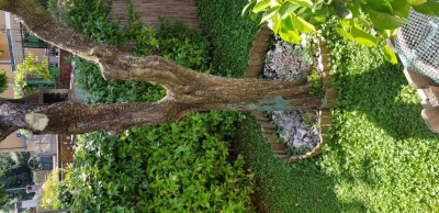 20200623_111124.jpg (150.03 KiB) Osservato 587 volte 20200623_111124.jpg