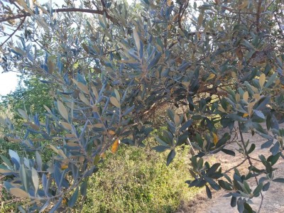 Foto ulivo / 20200701_193317.jpg 20200701_193317.jpg