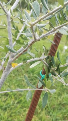 photo_2020-07-15_16-33-48.jpg (78.53 KiB) Osservato 578 volte photo_2020-07-15_16-33-48.jpg