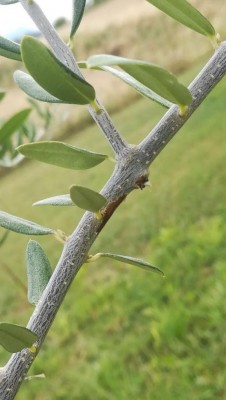 photo_2020-07-15_16-33-52.jpg (59.09 KiB) Osservato 578 volte photo_2020-07-15_16-33-52.jpg