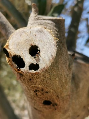 Di cosa si tratta e come combatterlo? / IMG_20200713_113139.jpg IMG_20200713_113139.jpg