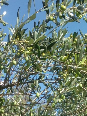 IMG_20200929_152418.jpg (197.8 KiB) Osservato 644 volte IMG_20200929_152418.jpg