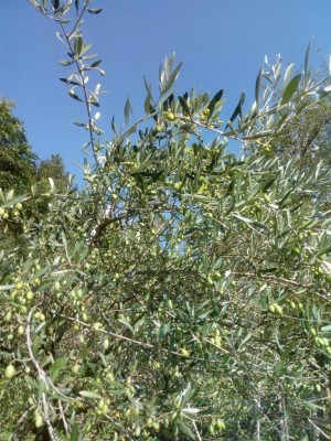 IMG_20200929_152438.jpg (201.25 KiB) Osservato 644 volte IMG_20200929_152438.jpg