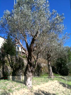 IMG_0104w.jpg (53.82 KiB) Osservato 2350 volte IMG_0104w.jpg