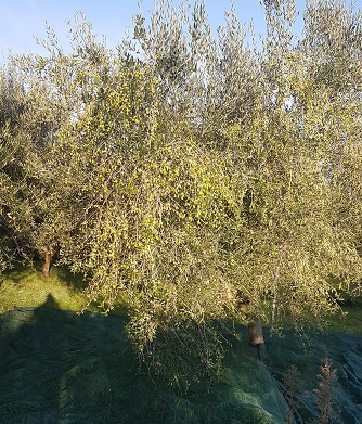 20201028_075757.jpg 20201028_075757.jpg