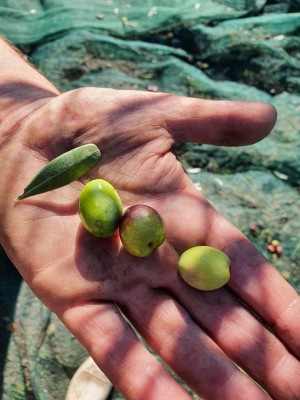 IMG-20201108-WA0004.jpg (108.92 KiB) Osservato 472 volte IMG-20201108-WA0004.jpg