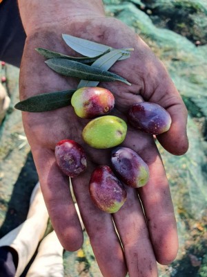 IMG-20201108-WA0005.jpg (100.26 KiB) Osservato 472 volte IMG-20201108-WA0005.jpg