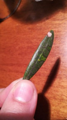 photo6001364434586547792.jpg (45.24 KiB) Osservato 813 volte photo6001364434586547792.jpg