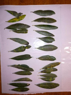 photo6001364434586547794.jpg (104.58 KiB) Osservato 813 volte photo6001364434586547794.jpg