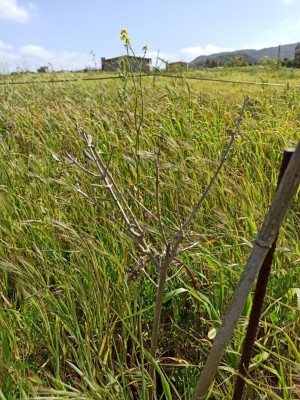 WhatsApp Image 2021-04-14 at 09.27.37 (2).jpeg (192.87 KiB) Osservato 702 volte WhatsApp Image 2021-04-14 at 09.27.37 (2).jpeg