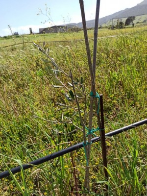 WhatsApp Image 2021-04-14 at 09.27.38 (1).jpeg (190.71 KiB) Osservato 702 volte WhatsApp Image 2021-04-14 at 09.27.38 (1).jpeg