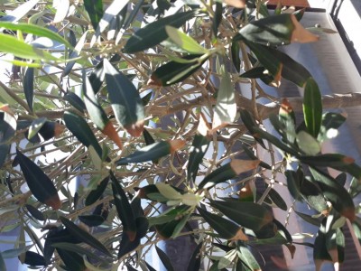 20210523_105359 (1).jpg (134.04 KiB) Osservato 3074 volte 20210523_105359 (1).jpg