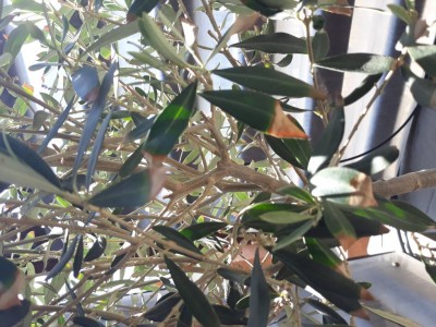 20210523_105440.jpg (130.62 KiB) Osservato 3077 volte 20210523_105440.jpg