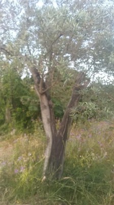 IMG-20210531-WA0006.jpg (75.82 KiB) Osservato 1824 volte IMG-20210531-WA0006.jpg