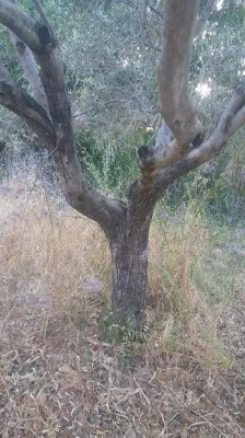 IMG-20210531-WA0007.jpg (123.53 KiB) Osservato 1824 volte IMG-20210531-WA0007.jpg