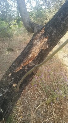 IMG-20210531-WA0011.jpg (137.12 KiB) Osservato 1824 volte IMG-20210531-WA0011.jpg