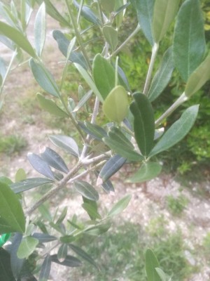 IMG_20210615_201954.jpg (81.74 KiB) Osservato 582 volte IMG_20210615_201954.jpg