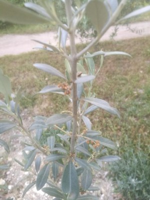 IMG_20210615_202126.jpg (77.99 KiB) Osservato 582 volte IMG_20210615_202126.jpg