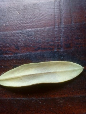 IMG_20210703_131209.jpg (92.12 KiB) Osservato 1113 volte IMG_20210703_131209.jpg