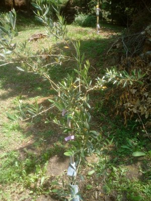 IMG_20210703_115311.jpg (193.05 KiB) Osservato 1113 volte IMG_20210703_115311.jpg