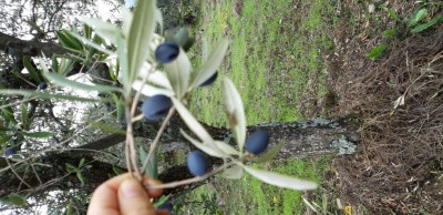 ol.jpg (137.44 KiB) Osservato 640 volte ol.jpg