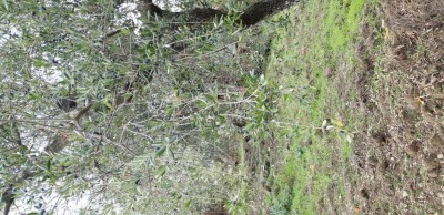 o2.jpg (167.81 KiB) Osservato 640 volte o2.jpg