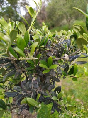 Innesto olivo 2021.jpg (116.05 KiB) Osservato 645 volte Innesto olivo 2021.jpg