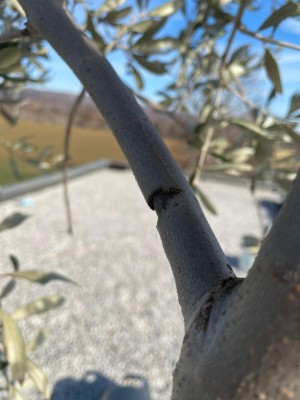 A94F11CC-06C5-4146-95ED-6EAF51C1E21A.jpeg (69.57 KiB) Osservato 616 volte A94F11CC-06C5-4146-95ED-6EAF51C1E21A.jpeg