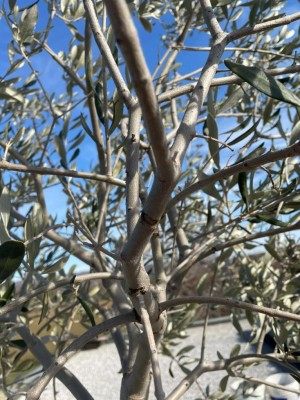 F74510F2-4D61-4768-A021-FBABDE84AA98.jpeg (138.99 KiB) Osservato 576 volte F74510F2-4D61-4768-A021-FBABDE84AA98.jpeg