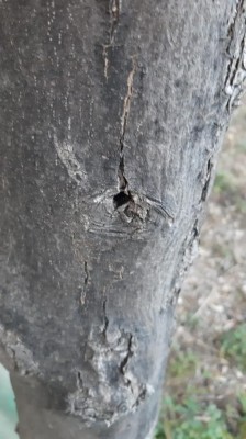 WhatsApp Image 2022-03-23 at 10.53.48.jpeg (74.88 KiB) Osservato 764 volte WhatsApp Image 2022-03-23 at 10.53.48.jpeg