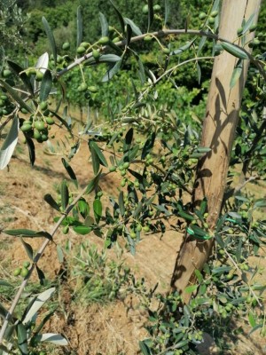 IMG_20200716_113948.jpg (162.64 KiB) Osservato 2316 volte IMG_20200716_113948.jpg