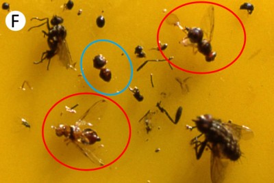 cattura-mosca-olearia.jpg (357.59 KiB) Osservato 882 volte cattura-mosca-olearia.jpg