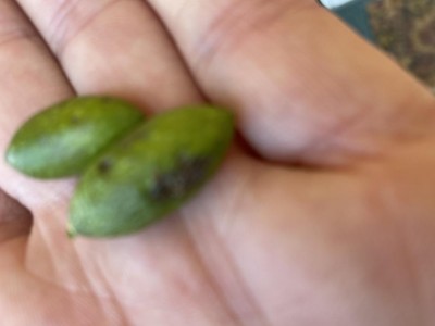 F11A1BE2-F68D-4EFB-8E45-44AAC45EFBA2.jpeg (33.65 KiB) Osservato 1385 volte F11A1BE2-F68D-4EFB-8E45-44AAC45EFBA2.jpeg