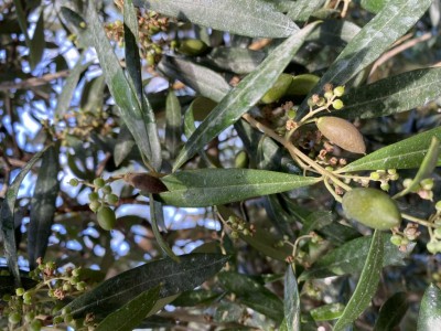 58446913-ED8A-46F2-8EC8-ADA01DB2C88E.jpeg (134.63 KiB) Osservato 1467 volte 58446913-ED8A-46F2-8EC8-ADA01DB2C88E.jpeg