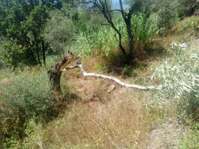 300953225_10228216958627319_6815089052659647458_n.jpg (183.23 KiB) Osservato 1211 volte 300953225_10228216958627319_6815089052659647458_n.jpg