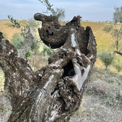 5920D542-FAC2-4990-AB87-255AF84098A9.jpeg (255.05 KiB) Osservato 903 volte 5920D542-FAC2-4990-AB87-255AF84098A9.jpeg