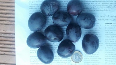 OLIVE 2 (1).jpg (65.84 KiB) Osservato 1047 volte OLIVE 2 (1).jpg