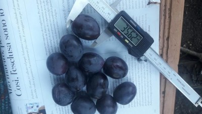 OLIVE 2 (2).jpg (74.73 KiB) Osservato 1047 volte OLIVE 2 (2).jpg