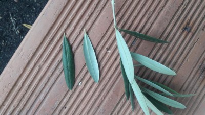 olive (2).jpg (87.98 KiB) Osservato 950 volte olive (2).jpg