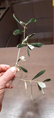 thumbnail 2.jpg (46.02 KiB) Osservato 588 volte thumbnail 2.jpg