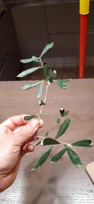 thumbnail 3.jpg (53.69 KiB) Osservato 588 volte thumbnail 3.jpg