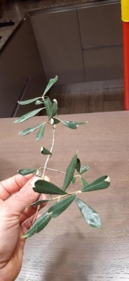 thumbnail.jpg (50.73 KiB) Osservato 588 volte thumbnail.jpg