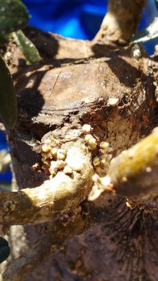 1.jpg (93.4 KiB) Osservato 434 volte 1.jpg